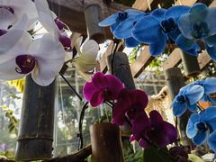 -北京植物园-展览温室