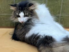 -帕帕拉兹宠物(亚洲旗舰店)