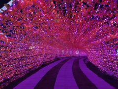 -枫林花海