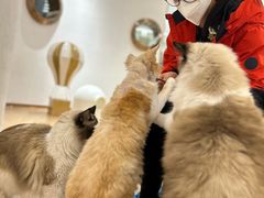 -1013 PET SHOP精品宠物商店(丁香店)