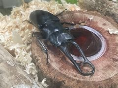 -上海昆虫博物馆