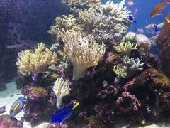 门面-迪拜水族馆及水下动物园