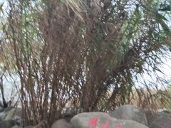 -吴淞炮台湾湿地森林公园烧烤区