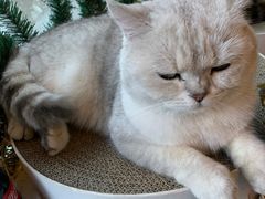 -喵屿·大理花园猫咖