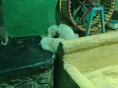 -大连圣亚海洋世界