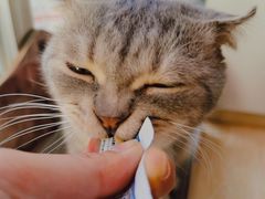 -猫咪派对(江南西店)