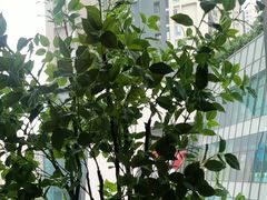 -卡朋西餐(宝安大仟里店)