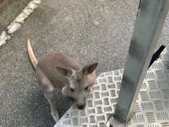 -清迈夜间动物园