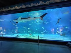 -烟台海昌鲸鲨海洋公园