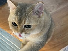 -COLOR PETS 撸猫馆·购猫·猫咖(长风大悦城店)