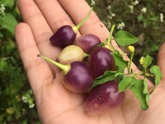 -三门江国家森林公园