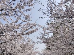 -高东镇樱花园