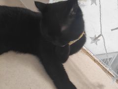 -猫在这儿猫咪咖啡馆·撸猫馆