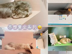 -猫儿山۰猫主题餐厅