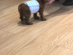 -Pets First伊珊娜洗护·精致美容·家庭式寄养(新会路店)