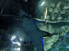 -大连圣亚海洋世界