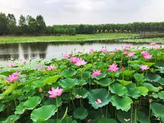 -东郊湿地公园