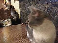 -猫色咖啡·猫咖