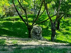 -北京野生动物园