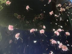 -樱苑(四川北路店)