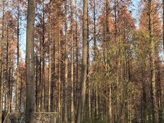 -黄海国家森林公园