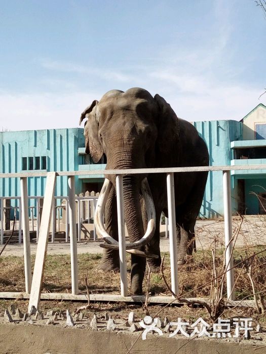 天津动物园大象图片