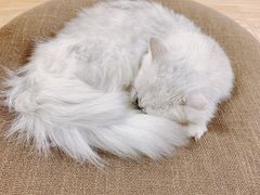 -猫和宫(六道口店)