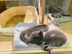 -BABIT巴比特宠物(MOMOPARK店)