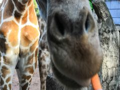 -清迈夜间动物园