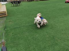 -宠乐会宠物乐园