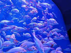 -成都浩海立方海洋公园