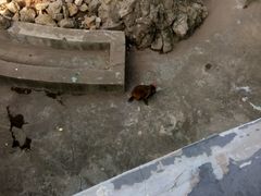 -罗庄动物园