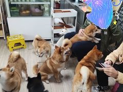 -柴犬高等学院·狗咖·柴犬售卖·宠物训练
