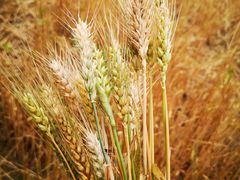 -贡湖湾湿地公园