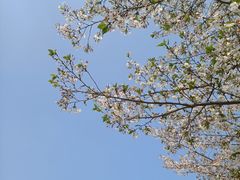 -武汉大学-樱园