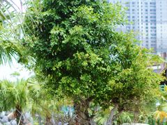 -灵玲国际马戏城