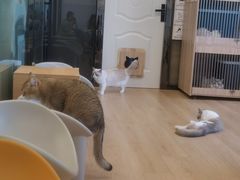 -有喵·猫咖·狗咖·30几只猫10只小狗(岗厦店)
