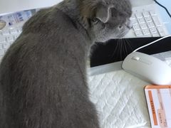 -瑞派福兴宠物医院犬猫全科·骨科·中西医结合(河东店)