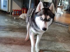 -more than meow吴止猫主题餐厅(承德 中船汇店)