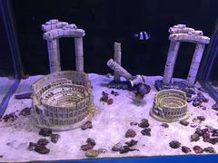 -芜湖新华联大白鲸海洋公园