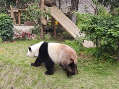 -灵玲国际马戏城