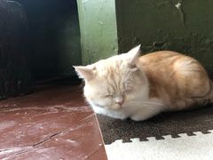 -猫猫幼稚园·撸猫·桌游·电玩