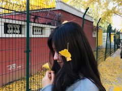 -三里屯东五街银杏大道