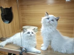 -猫十亿·布偶金渐层·曼基康矮脚猫舍(青年路店)