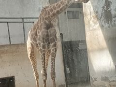 -成都动物园
