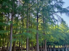 -滨湖塘西河公园