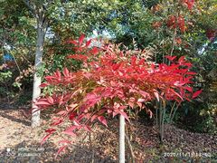 -武汉紫薇都市田园