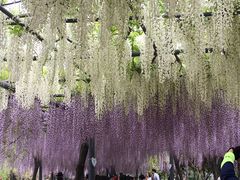 -嘉定紫藤园