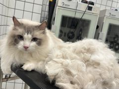 -钦宠·猫咪售卖·洗护·寄养(东圃旗舰店)
