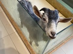 -怪兽屋·羊驼·猫咖·狗咖(俊华广场店)